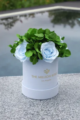 Basic Light Blue Suede Garden Box | Light Blue Roses