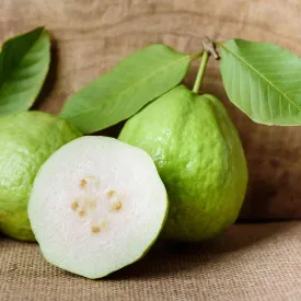 Optimize the e-commerce product title to White Guava Tree in English with modifiers.